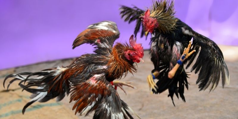 fai88 KM Game Bài 3d