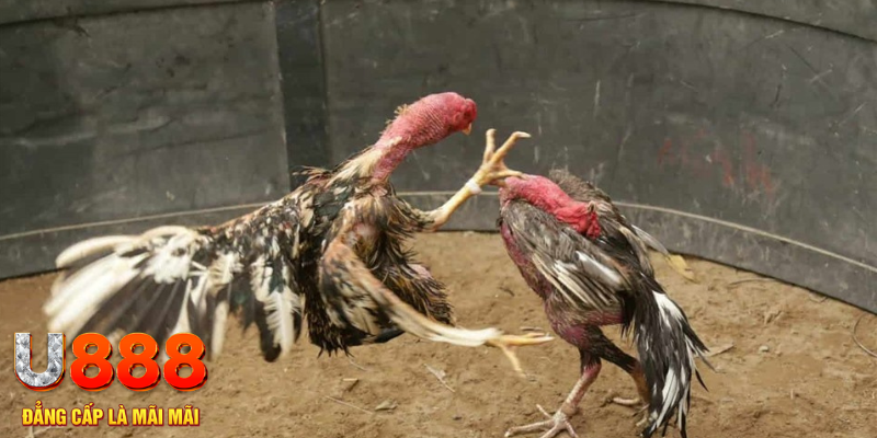 fai88 đăng nhập tiến lên miền nam số 1